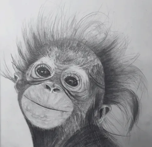 Pencil drawing of a baby orangutan. Learn to draw at our art classes.
